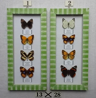 Real framed butterflies