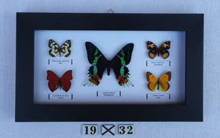 Real framed butterflies
