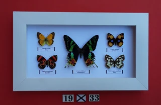 Real framed butterflies