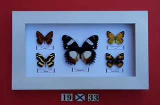 Real framed butterflies