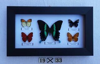 Real framed butterflies