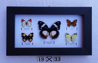 Real framed butterflies