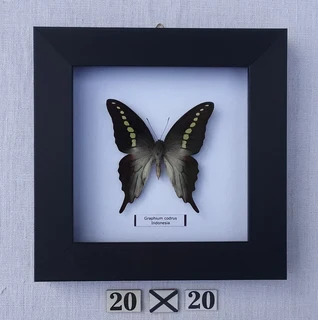 Real framed butterflies