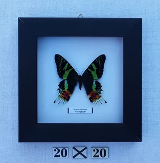Real framed butterflies