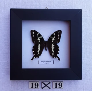 Real framed butterflies