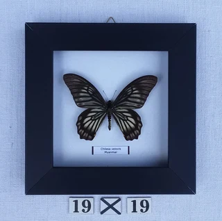 Real framed butterflies