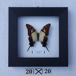 Real framed butterflies