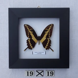 Real framed butterflies