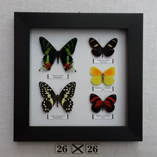 Real framed butterflies