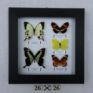 Real framed butterflies