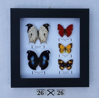 Real framed butterflies