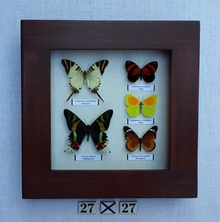 Real framed butterflies