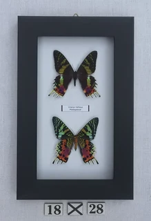 Real framed butterflies