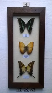 Real framed butterflies