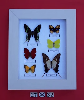 Real framed butterflies