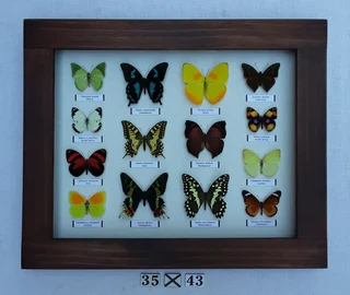 Real framed butterflies