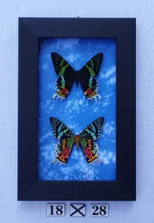 Real framed butterflies