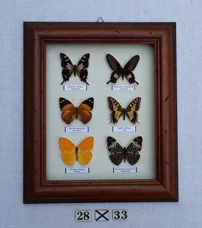 Real framed butterflies