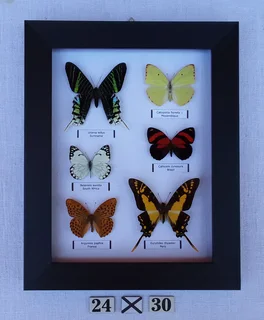 Real framed butterflies