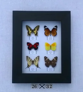 Real framed butterflies