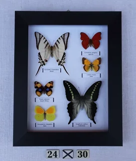 Real framed butterflies