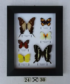Real framed butterflies