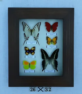 Real framed butterflies