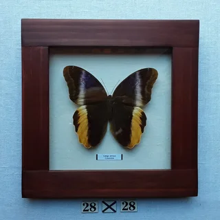 Real framed butterflies