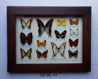 Real framed butterflies