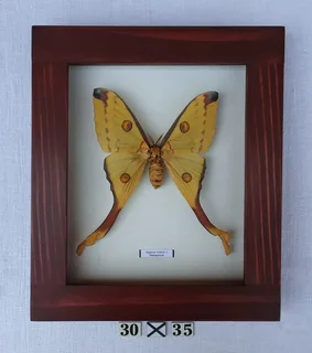 Real framed butterflies