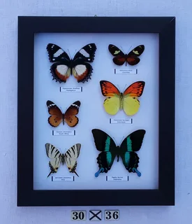 Real framed butterflies