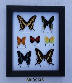 Real framed butterflies