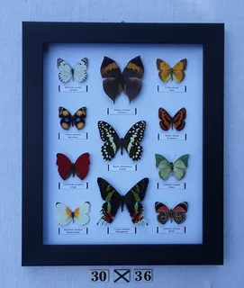 Real framed butterflies