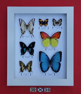 Real framed butterflies