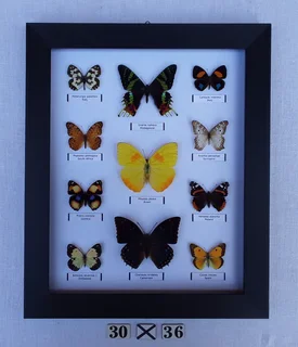 Real framed butterflies