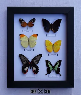 Real framed butterflies