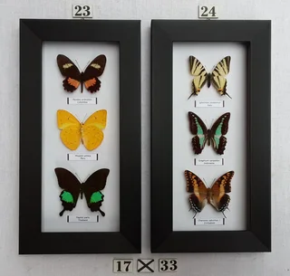 Real framed butterflies