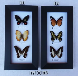 Real framed butterflies