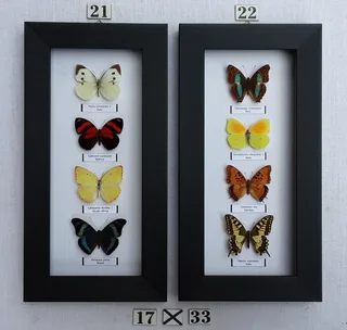Real framed butterflies