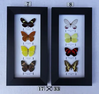 Real framed butterflies