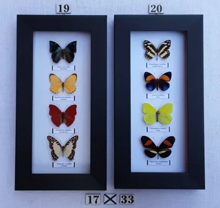 Real framed butterflies