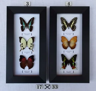 Real framed butterflies