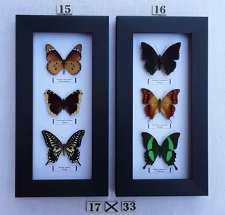 Real framed butterflies