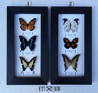 Real framed butterflies