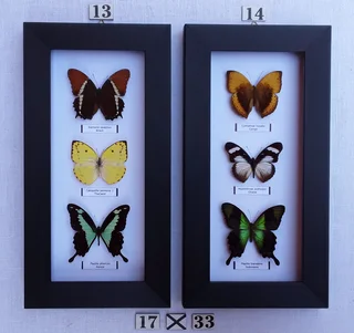 Real framed butterflies