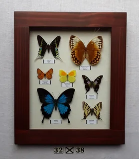Real framed butterflies