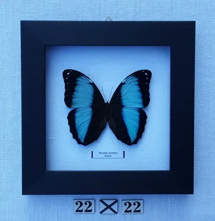 Real framed butterflies