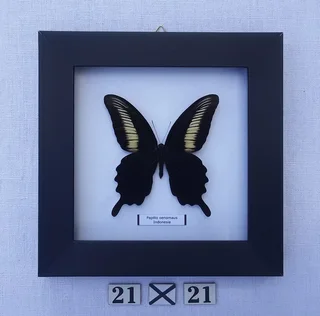 Real framed butterflies