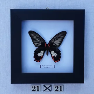 Real framed butterflies