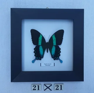 Real framed butterflies